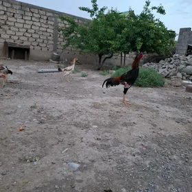 horaz