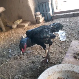 жуже