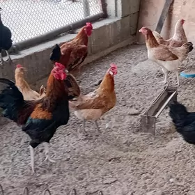 Guşlar