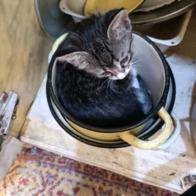 котенок