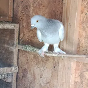 kepderi