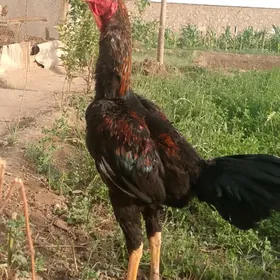 arassa gan  horaz