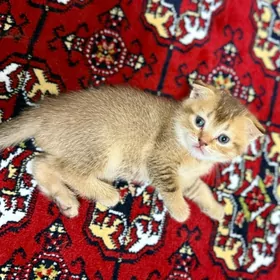 Шотландские шиншилы котята