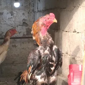 horoz taskent
