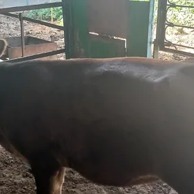 sygyr