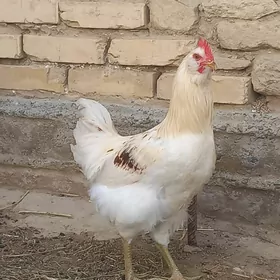 horaz