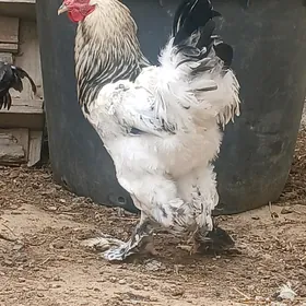 byrama