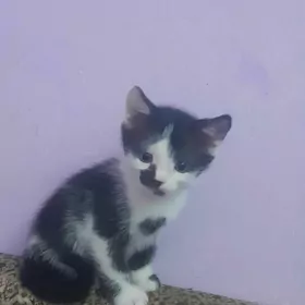 котята