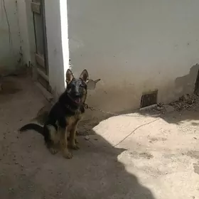 Европейски овчарка