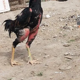 baysow horaz