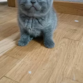 Шотландские котята