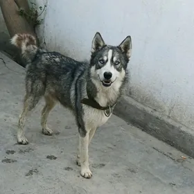 хаски 500 м xaski