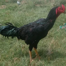 horaz