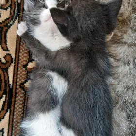 Котята