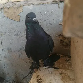 corny lahmaty kepderi