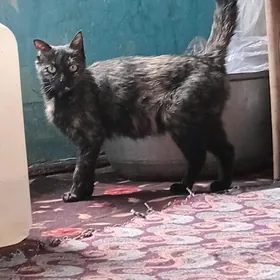 Mugt Pisik "Nazli"