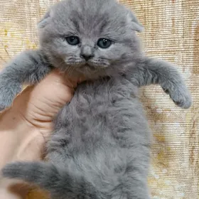 шотландские котята разных окр