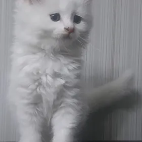 Котята ( скотиш-страйт)