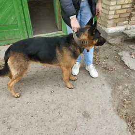 щенки немецкой овчарки.