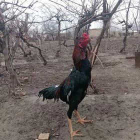 хораз