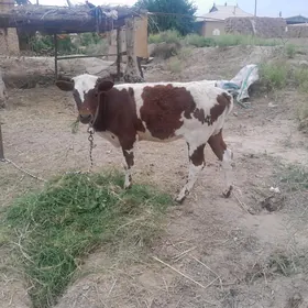 gulajyn