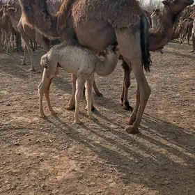 düýe