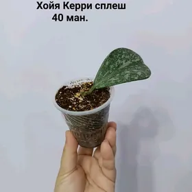 ХОЙЯ РАЗНЫЕ СОРТА