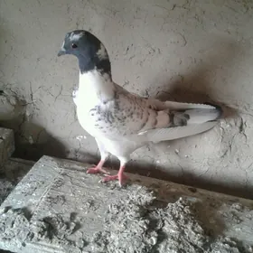 Kepderi