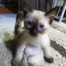 сиамские котята