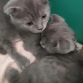 котята вислаушки
