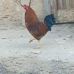 Horaz