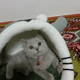 Paroda pişik