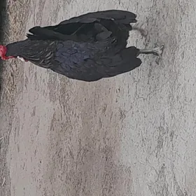 Karlik