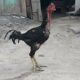 horaz