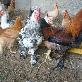 Balgar towuklar, horazlar