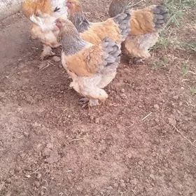 BRAMA