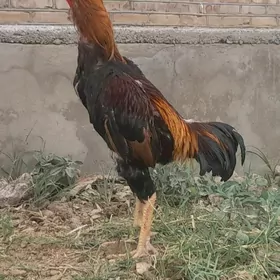 horaz