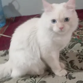 PIŞIK
