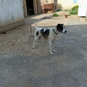 gokje