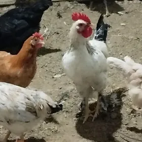 Horaz