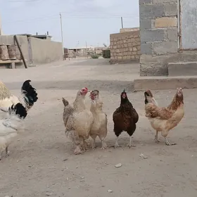 towuklar