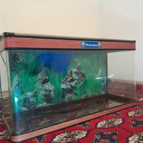 Akwaryum