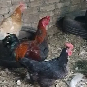 Horaz
