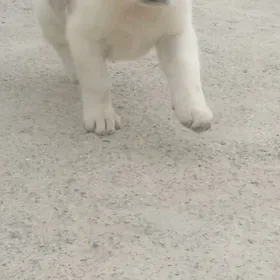 Güjük (Köpek)
