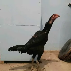 Şomo