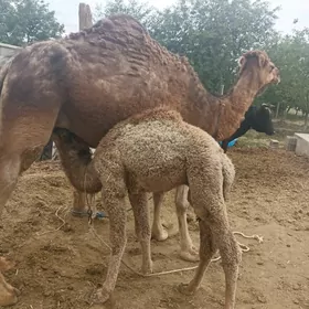 köşekli duye