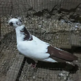 kepderi