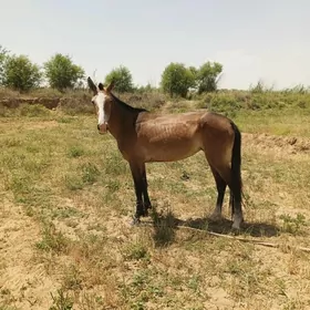 Baytal