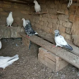 kepderi