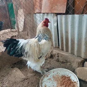 brama